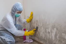 Best Emergency Mold Remediation  in Briar Chapel, NC